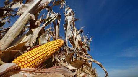 Une nouvelle espèce de chenille en Afrique menace le commerce agricole mondial | AFRIQUES | Scoop.it