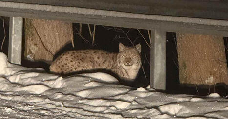 Ilveksest&auml; on tullut tuttu n&auml;ky jopa kaupungeissa &ndash; syy l&ouml;ytyy mets&auml;stys&shy;luvista | Kotimaa | Yle | 1Uutiset - Lukemisen t&auml;hden | Scoop.it