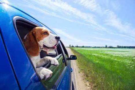 Vacanze con gli animali: 10 cose da sapere per viaggiare con cani e gatti | EcoTurismo e Mobilità Sostenibile | Scoop.it