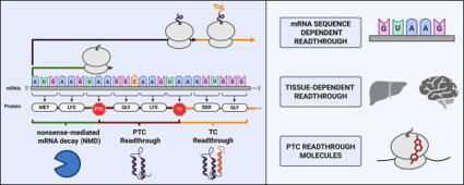 Molecular determinants and therapeutic targeting of stop codon readthrough in eukaryotic translation | jmb | RMH | Scoop.it