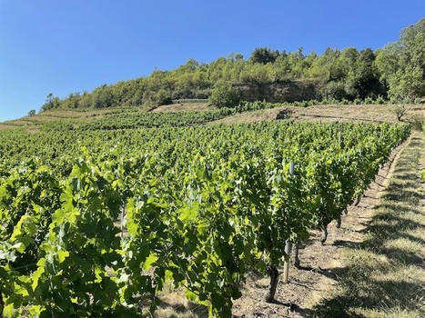 Nouvelle-Aquitaine : La première région viticole de France et d’Europe créé l’outil Campus régional de la vigne et du vin, majeur dans l’avenir de la vitiviniculture | Les Territoires girondins | Scoop.it
