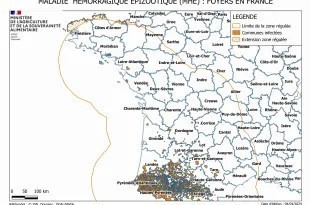 FCO et MHE : Quelle surmortalité ? | Lait de Normandie... et d'ailleurs | Scoop.it