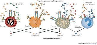 Structural basis of omalizumab therapy and omalizumab-mediated IgE exchange | Allergy (and clinical immunology) | Scoop.it