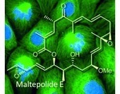 Isolation, Structure Elucidation, and Biological Activity of Maltepolides: Remarkable Macrolides from Myxobacteria | Natural Products Chemistry Breaking News | Scoop.it