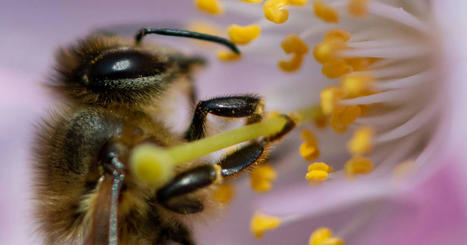 La limitation d'un pesticide "tueur d'abeilles" toujours bloquée par les États membres de l’UE, dont la Belgique | EntomoNews | Scoop.it