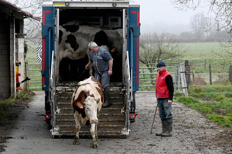 FRANCE : Bovine skin disease: After eight months of tension, French health crisis appears to be ending | CIHEAM Press Review | Scoop.it