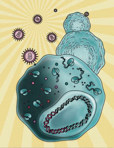 Le profilage des ribosomes et l'immunopeptidomique révèlent des dizaines de nouveaux ORF conservés du VIH-1 codant pour des antigènes de cellules T | Life Sciences Université Paris-Saclay | Scoop.it