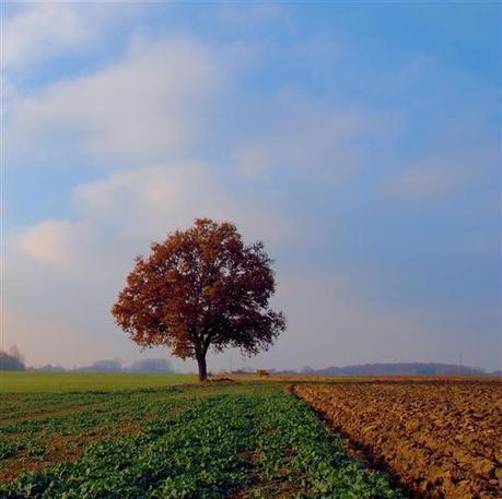 Une ceinture verte pour Dijon | URBANmedias | Scoop.it