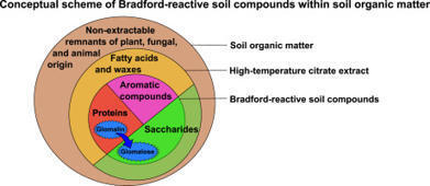 Functional limitations of glomalin-related soil protein as an indicator of arbuscular mycorrhizal fungi while remaining relevant to soil health | Plant-Microbe Symbiosis | Scoop.it