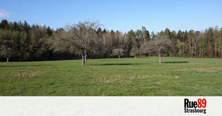 Wangenbourg : début imminent du chantier d'un énorme complexe de VTT dans la forêt | Thématique Itinérance douce | Scoop.it
