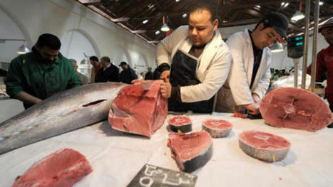 TUNISIA inflation takes staple tuna fish out of food basket | CIHEAM Press Review | Scoop.it