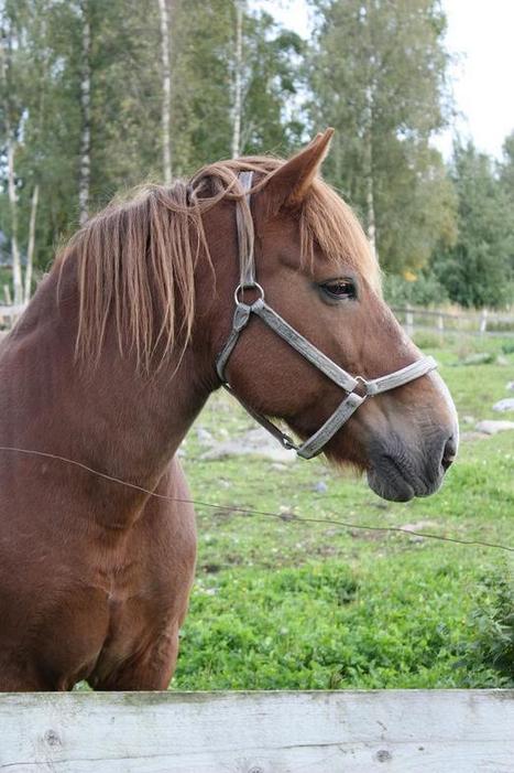 Uunilan maatilamatkailu | 1Uutiset - Lukemisen tähden | Scoop.it