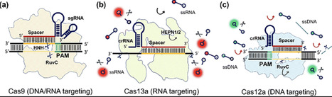 Intracellular biosensors by functional nanomaterial-integrated CRISPR technologies for real-time molecular sensing | RSC | RMH | Scoop.it