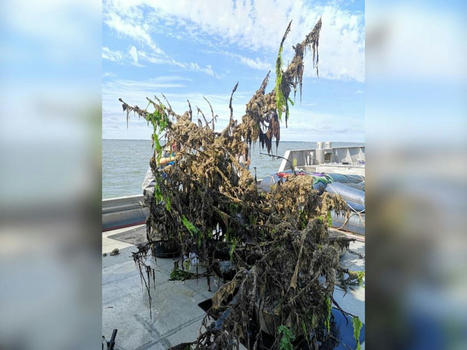 Relancer la biodiversité marine grâce à des arbres fruitiers abattus | Biodiversité | Scoop.it