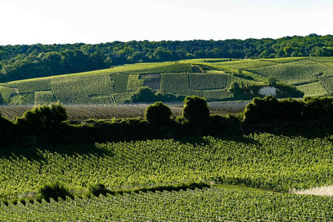 La Champagne, le vignoble le plus féminisé de France ! | Le fil d'actualités de l'URCA | Scoop.it