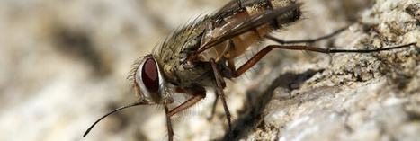 La mouche charbonneuse, un véritable enfer dans la maison | Toxique, soyons vigilant ! | Scoop.it