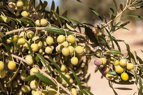 ¿Qué sabes realmente sobre el aceite de oliva? | OLIVE NEWS | Scoop.it