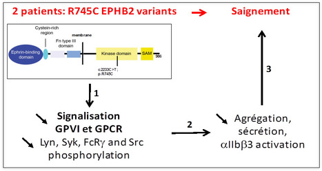 Découverte d'une mutation du récepteur EPHB2 chez 2 patients entrainant un défaut majeur de signalisation plaquettaire et un syndrome hémorragique | Life Sciences Université Paris-Saclay | Scoop.it