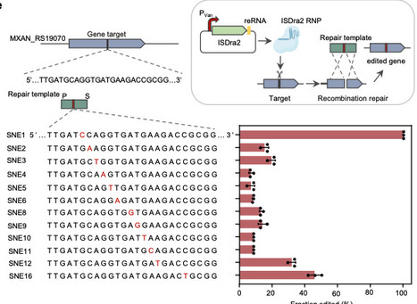 Development of efficient genetic toolkits and heterologous chassis for bioprospecting of myxobacteria | Ncm | RMH | Scoop.it