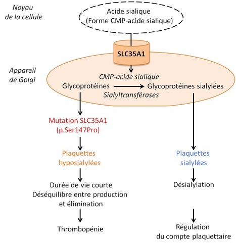 Le transporteur de l’acide sialique SLC35A1 joue un rôle majeur dans la régulation périphérique de la quantité de plaquettes | Life Sciences Université Paris-Saclay | Scoop.it