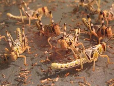 Elevez et mangez des insectes recommande la FAO - ouest-france.fr | Agriculture en Pays de la Loire | Scoop.it