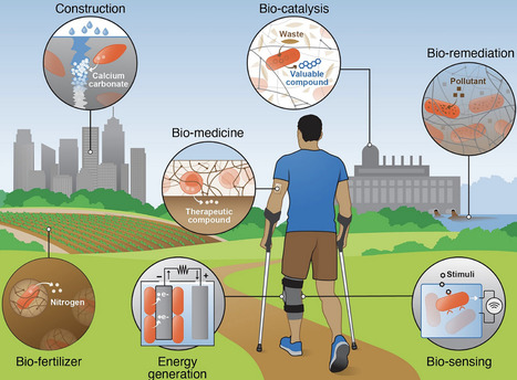 The Potential of Self-Maintainable Living Materials | advS | RMH | Scoop.it