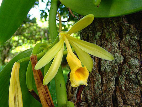 Les spécialistes de la vanille planchent en Guadeloupe - France.Antilles.fr Guadeloupe | Epices, aromates, poivre et vanille | Scoop.it