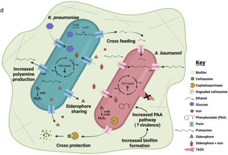 Cross-protection and cross-feeding between Klebsiella pneumoniae and Acinetobacter baumannii promotes their co-existence | NComm | RMH | Scoop.it