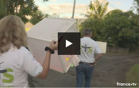Sainte-Marie (La Réunion) : premier lâcher de moustiques stériles à Duparc | Variétés entomologiques | Scoop.it