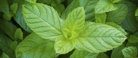 La menthe poivrée : efficace contre la douleur ! | La Cabane aux Arômes | Scoop.it