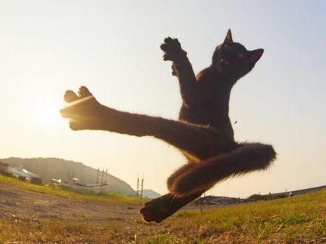 Hisakata Hiroyuki, le photographe qui transforme les chats en grands maîtres d’arts martiaux | 16s3d: Bestioles, opinions & pétitions | Scoop.it