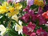 Horti-PPAM : plateforme de protection intégrée pour l'horticulture ornementale | HORTICULTURE | Scoop.it