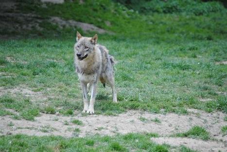Vaucluse : la présence de loups pourrait attirer plus de visiteurs | Pastoralisme Ours Loups Lynx | Scoop.it