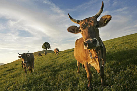 Les vaches sont-elles plus heureuses avec des cornes ? | Elevage et société | Scoop.it