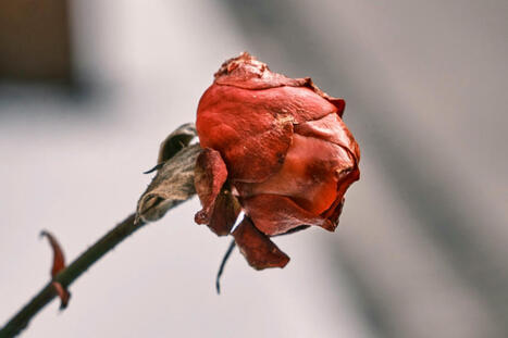 Mourning without Myths – A Humanist Way to Grieve | Grief & Bereavement Counseling | Scoop.it