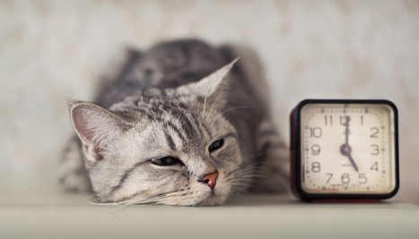 Gli 8 ingredienti di un sonno perfetto secondo la ricerca | Parliamo di psicologia | Scoop.it