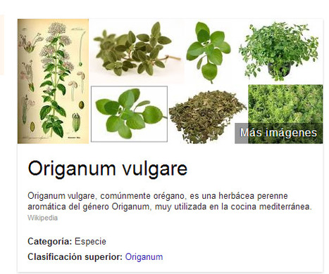 Orégano, el antibiótico natural que suprime células cancerosas | PIENSA en VERDE | Scoop.it
