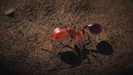 Conquérants (1/4) : La fourmi de feu | ARTE | Variétés entomologiques | Scoop.it