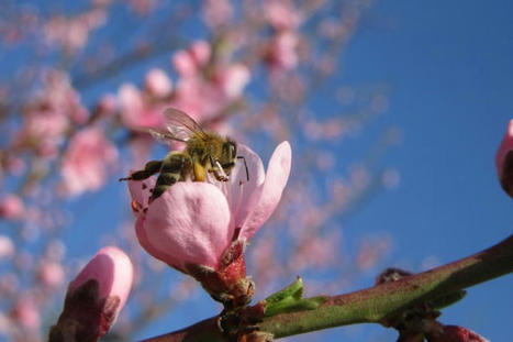 Les pesticides bousillent la fertilité des abeilles | Toxique, soyons vigilant ! | Scoop.it