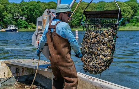 MA: Cape Cod Oyster Company acquires new farming location, allowing for year-round production | by Erin Spampinato | SeafoodSource.com | @The Convergence of ICT, the Environment, Climate Change, EV and HEV Transportation & Distributed Renewable Energy | Scoop.it