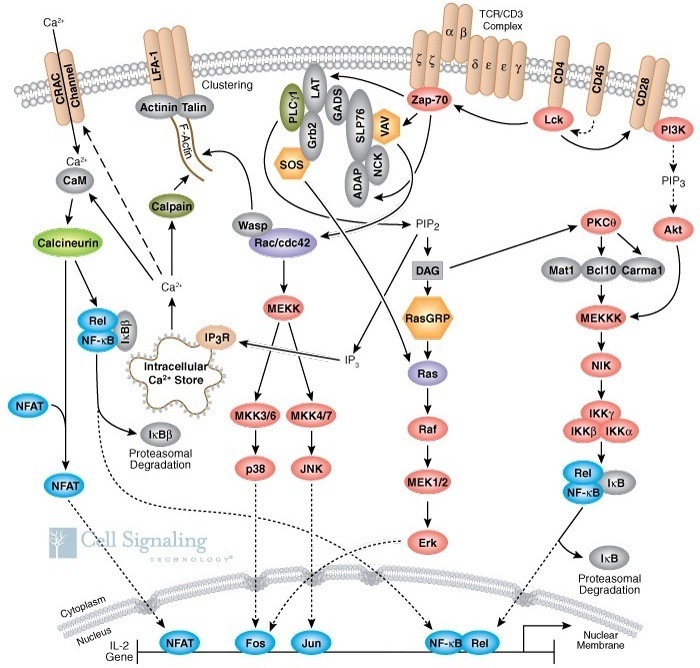 Pertuzumab Approved with Trastuzumab and Chemot...