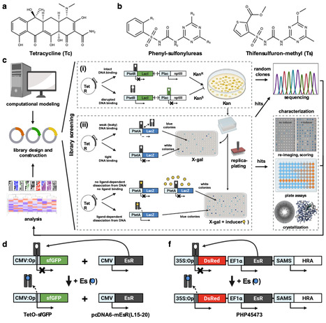 Design and evolution of the tetracycline repressor into sulfonylurea herbicide-responsive gene switches for field crops | Ncm | RMH | Scoop.it