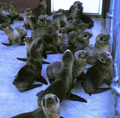 Why are sea lion pups are mysteriously washing ashore in California - Emaciated, Dehydrated | OUR OCEANS NEED US | Scoop.it