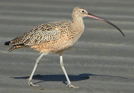 Les biologistes se mobilisent pour protéger le courlis corlieu   | Les oiseaux au gré du vent | Scoop.it