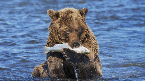 Victory! Army Corps Rejects Disastrous Pebble Mine near Alaska’s Bristol Bay - NPCA.org | Operation Deimos | Scoop.it