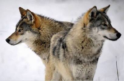 Froid en Arménie : campagne de chasse aux loups attaquant des villages - Nouvelles d'Arménie | Loup | Scoop.it