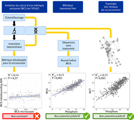Analyse du phytoplancton par l&rsquo;ADN environnemental : nouveaux outils pour &eacute;valuer la qualit&eacute; &eacute;cologique des plans d&rsquo;eau&nbsp; | Regards crois&eacute;s sur la transition &eacute;cologique | Scoop.it