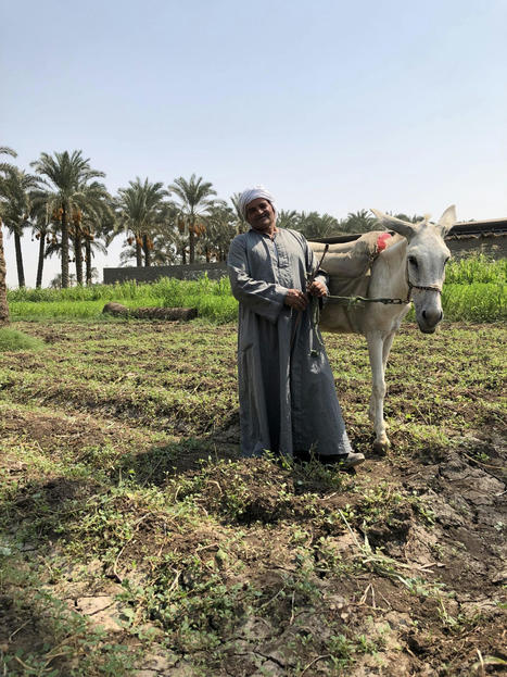 EGYPT : Investing in dates, poultry, olive, and medicinal and aromatic plants value chains | CIHEAM Press Review | Scoop.it