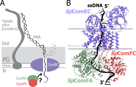 A tripartite protein complex promotes DNA transport during natural transformation in Firmicutes. | I2BC Paris-Saclay | Scoop.it
