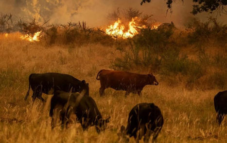 Wildfire Smoke Is Terrible For You But What Does It Do to Cows? | Online Marketing Tools | Scoop.it